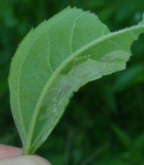 Calycomyza platyptera