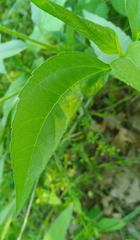 Calycomyza platyptera