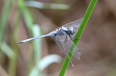 Orthetrum poecilops