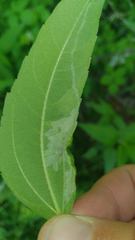 Calycomyza platyptera