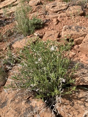 Xanthisma grindelioides