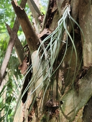 Tillandsia simulata