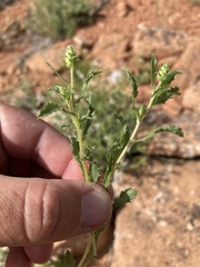 Xanthisma grindelioides