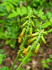 Lathyrus aureus