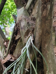 Tillandsia simulata