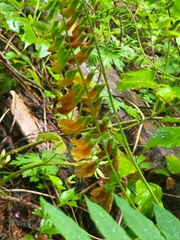 Lathyrus aureus