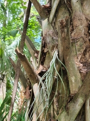 Tillandsia simulata