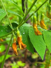 Lathyrus aureus