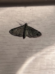 Pasiphila rectangulata