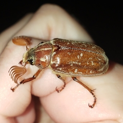 Polyphylla variolosa