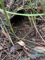 Setonix brachyurus