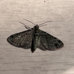 Pasiphila rectangulata