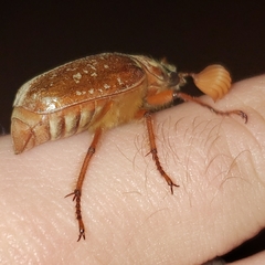 Polyphylla variolosa