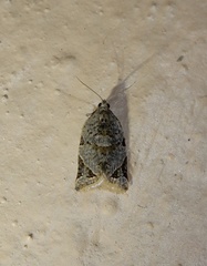Neocalyptis affinisana