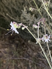 Mirabilis linearis linearis