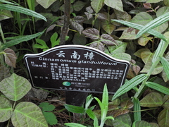 Cinnamomum glanduliferum