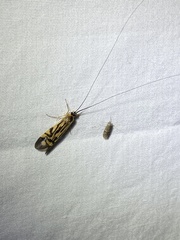 Macrostemum zebratum