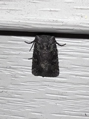 Lacinipolia renigera