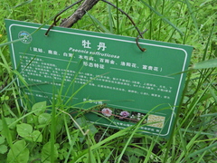 Paeonia suffruticosa