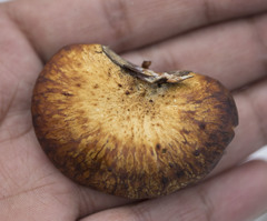 Polyporus gayanus