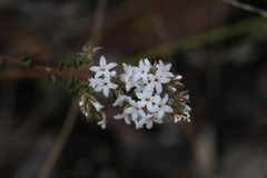 Leucopogon microphyllus