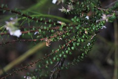 Leucopogon microphyllus