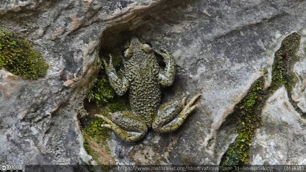 Nankiang Toothed Toad