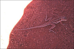 Ctenophorus isolepis