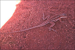 Ctenophorus isolepis