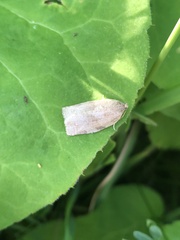 Choristoneura conflictana