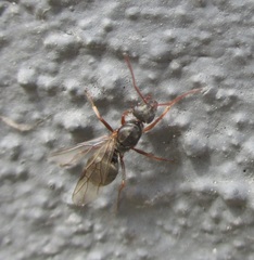 Formica