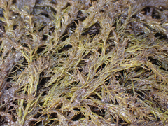 Odonthalia floccosa