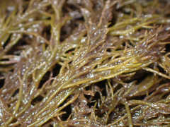 Odonthalia floccosa