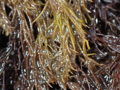 Odonthalia floccosa