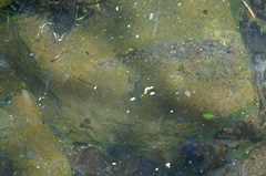 Xenopus laevis
