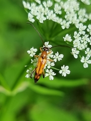 Stenurella septempunctata