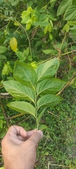 Ventilago madraspatana