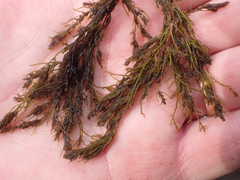 Odonthalia floccosa