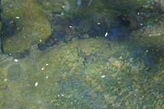 Xenopus laevis