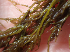 Odonthalia floccosa