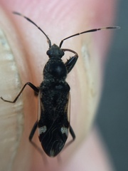 Horridipamera robusta