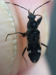 Horridipamera robusta