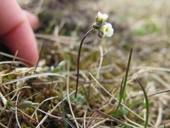 Draba lactea