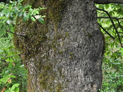 Quercus longispica