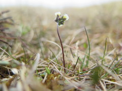 Draba lactea