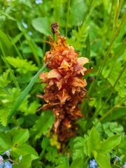 Orobanche colorata