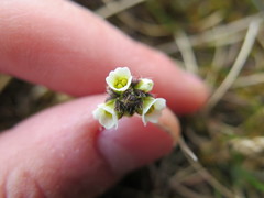 Draba lactea