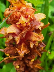Orobanche colorata