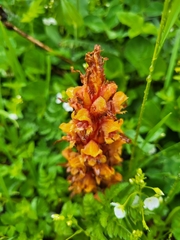 Orobanche colorata