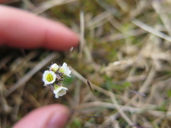 Draba lactea